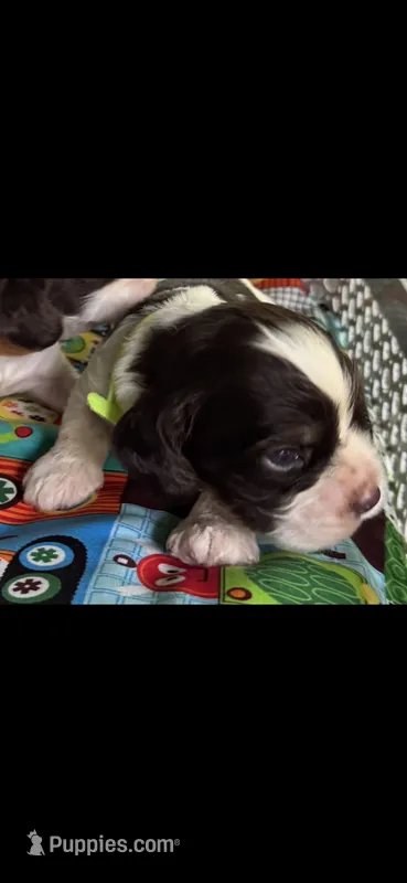 Patches – Cocker Spaniel puppy for sale in Avoca, IN