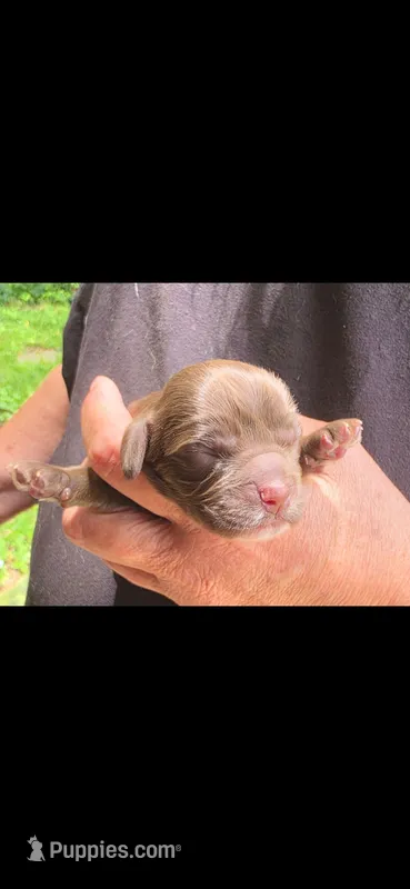 Thunderbird – Cocker Spaniel puppy for sale in Avoca, IN