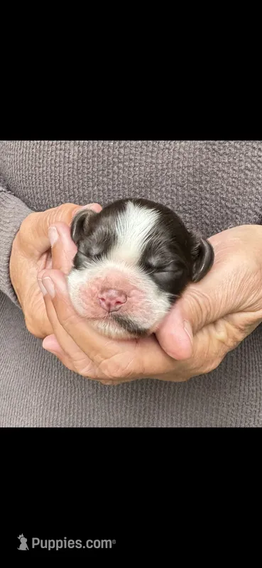 Legend – Cocker Spaniel puppy for sale in Avoca, IN