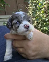 Pepsi, a female Poodle - Miniature  for sale in Avoca, IN – 1 of 5