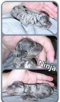 Ninja, a male Poodle - Miniature  for sale in Avoca, IN – 1 of 1