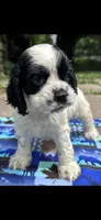 Thunder (AKC), a male Cocker Spaniel for sale in Avoca, IN – 1 of 1