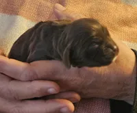 Sunny, a female Cocker Spaniel for sale in Avoca, IN – Photo 2 of 4