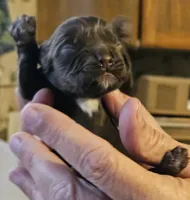 Sunny, a female Cocker Spaniel for sale in Avoca, IN – Photo 1 of 4