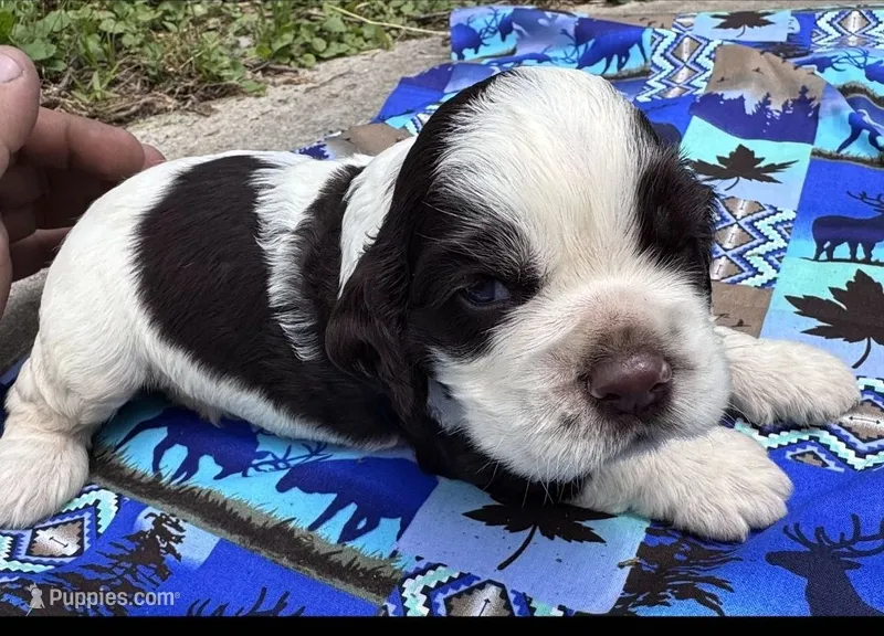 Voyager – Cocker Spaniel puppy for sale in Avoca, IN