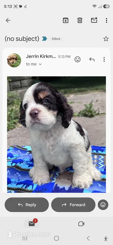 Jewel – Cocker Spaniel puppy on hold in Avoca, IN
