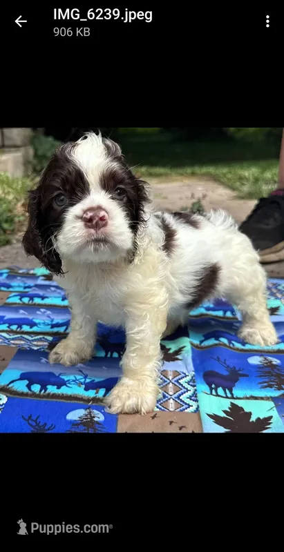 Colt – Cocker Spaniel puppy for sale in Avoca, IN
