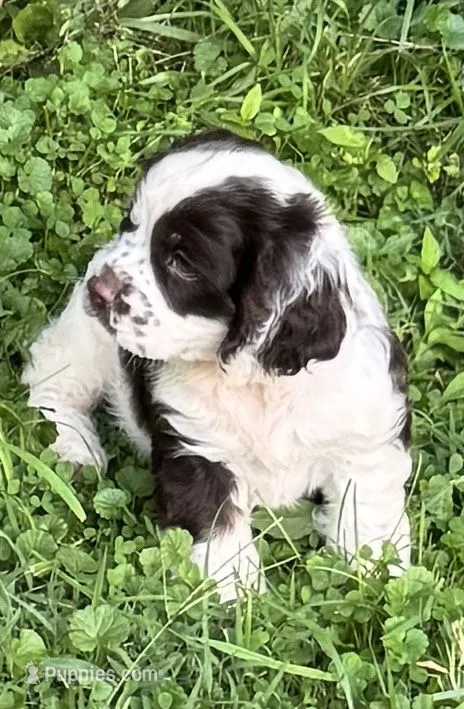 Rodeo – Cocker Spaniel puppy for sale in Avoca, IN