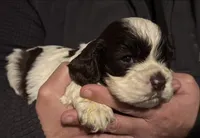 Roo, a male Cocker Spaniel for sale in Avoca, IN – Photo 4 of 4