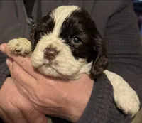 Roo, a male Cocker Spaniel for sale in Avoca, IN – Photo 1 of 4