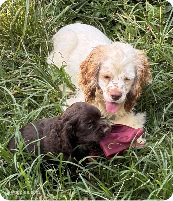 Dakota – Cocker Spaniel puppy for sale in Avoca, IN