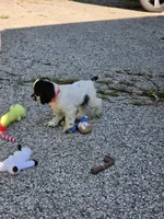 Joey, a male Cocker Spaniel for sale in Avoca, IN – 3 of 6