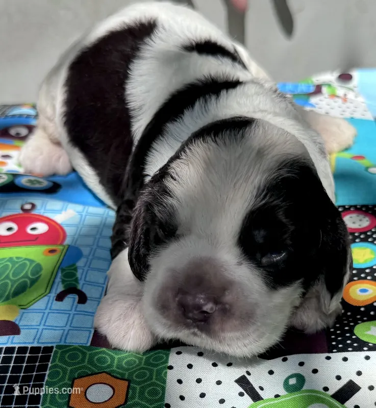 Voyager – Cocker Spaniel puppy for sale in Avoca, IN