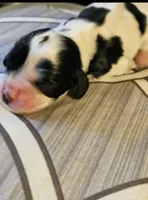 Ivy, a female Cocker Spaniel for sale in Avoca, IN – Photo 2 of 5