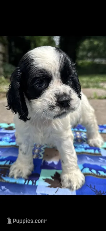 Thunder (AKC) – Cocker Spaniel puppy for sale in Avoca, IN