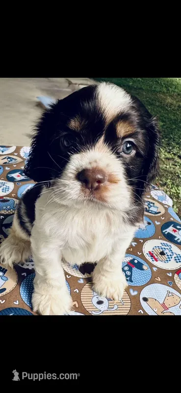 Patches – Cocker Spaniel puppy on hold in Avoca, IN
