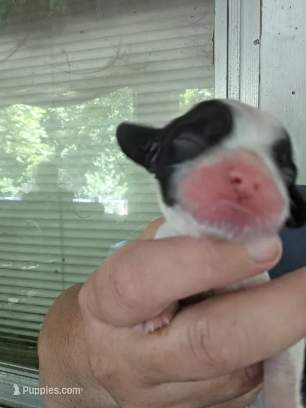 Joey – Cocker Spaniel puppy for sale in Avoca, IN