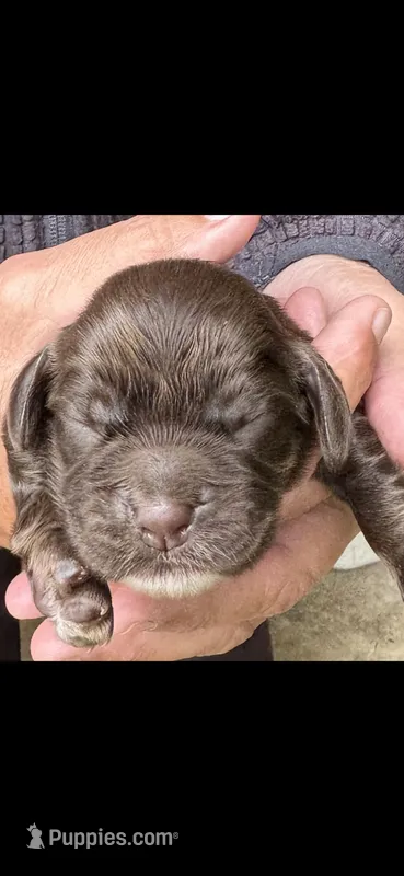 Thunderbird – Cocker Spaniel puppy for sale in Avoca, IN