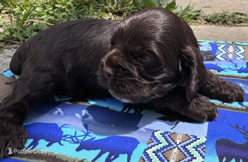 Thunderbird – Cocker Spaniel puppy for sale in Avoca, IN