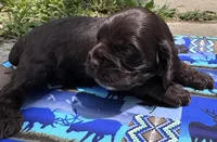 Dakota, a male Cocker Spaniel for sale in Avoca, IN – 1 of 1