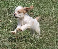 Jake, a male Cocker Spaniel for sale in Avoca, IN – 2 of 4