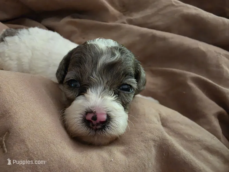 Pepsi – Poodle - Miniature  puppy for sale in Avoca, IN
