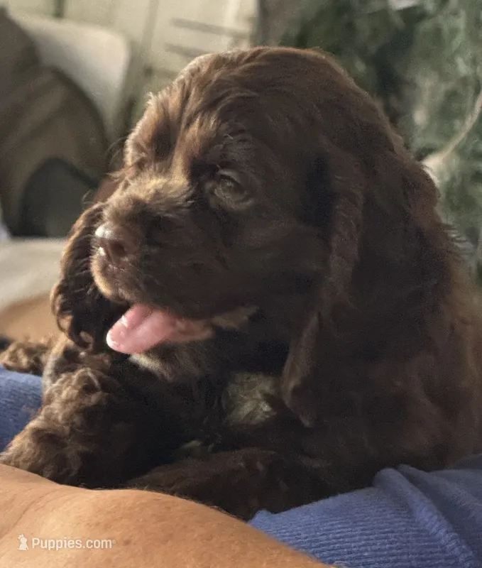 Dakota – Cocker Spaniel puppy for sale in Avoca, IN