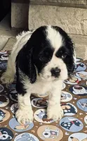 Joey (AKC), a male Cocker Spaniel for sale in Avoca, IN – 1 of 1