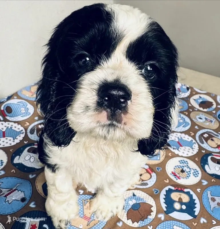 Joey (AKC) – Cocker Spaniel puppy for sale in Avoca, IN