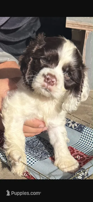 Colt (AKC) – Cocker Spaniel puppy for sale in Avoca, IN