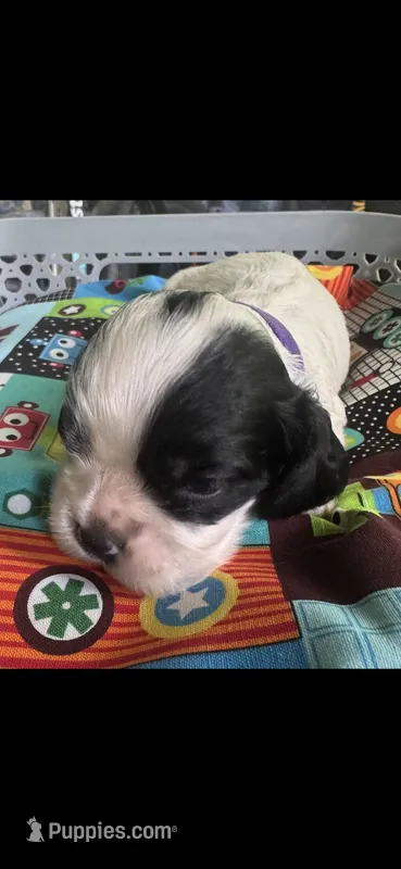 Thunder – Cocker Spaniel puppy for sale in Avoca, IN