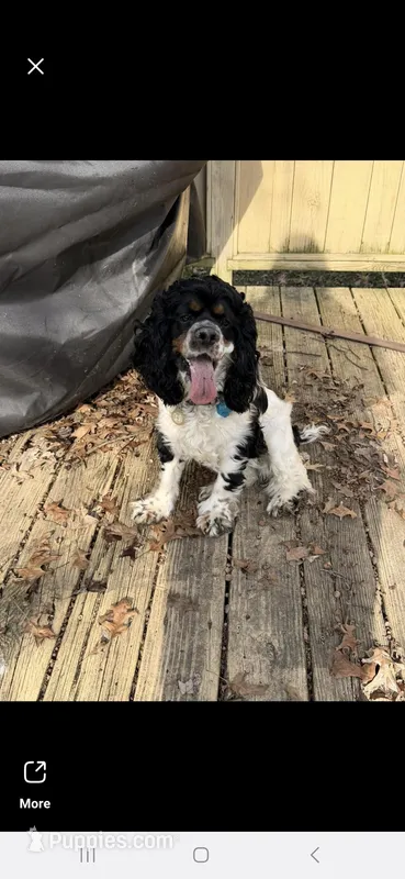 Finley – Cocker Spaniel puppy for sale in Avoca, IN