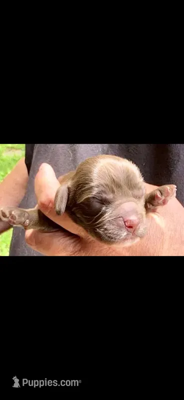 Thunderbird – Cocker Spaniel puppy for sale in Avoca, IN