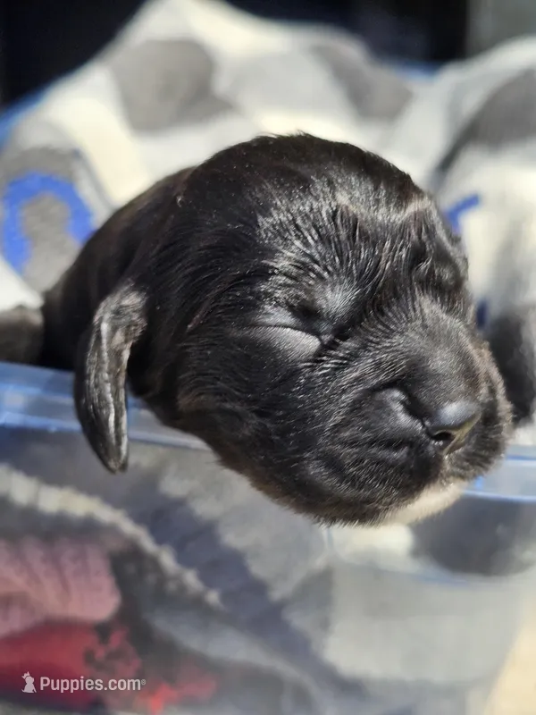 Henley – Cocker Spaniel puppy for sale in Avoca, IN