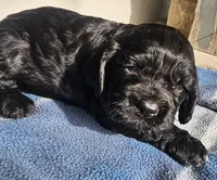 Henley, a male Cocker Spaniel for sale in Avoca, IN – Photo 3 of 4