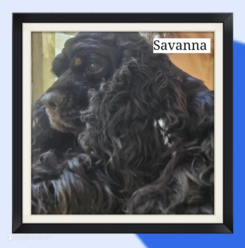 Henley – Cocker Spaniel puppy for sale in Avoca, IN