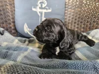 Henley, a male Cocker Spaniel for sale in Avoca, IN – Photo 2 of 4
