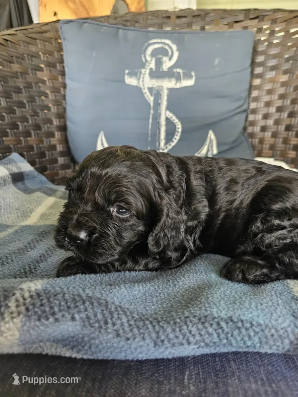 Henley – Cocker Spaniel puppy for sale in Avoca, IN