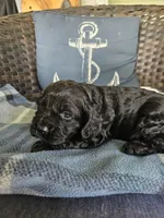 Henley, a male Cocker Spaniel for sale in Avoca, IN – Photo 1 of 4