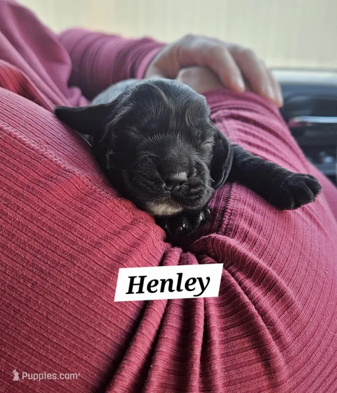 Henley – Cocker Spaniel puppy for sale in Avoca, IN
