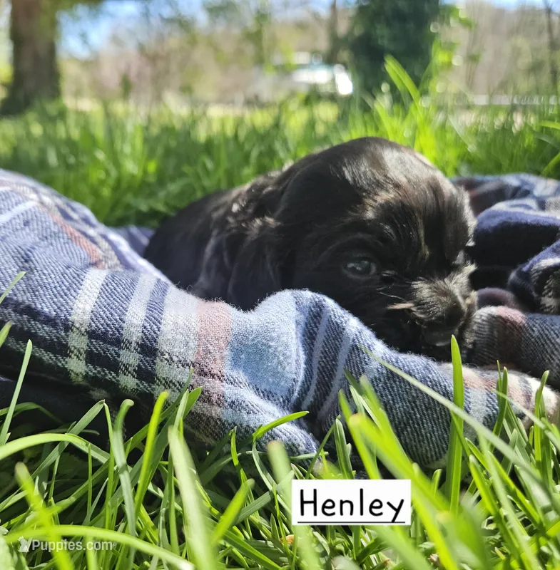 Henley – Cocker Spaniel puppy for sale in Avoca, IN