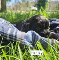 Henley, a male Cocker Spaniel for sale in Avoca, IN – Photo 4 of 4