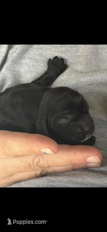 Henley – Cocker Spaniel puppy for sale in Avoca, IN