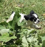 Spotty, a male Cocker Spaniel for sale in Avoca, IN – 2 of 5