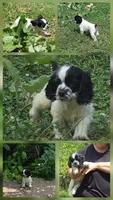 Spotty, a male Cocker Spaniel for sale in Avoca, IN – 5 of 5