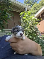 Pepsi, a female Poodle - Miniature  for sale in Avoca, IN – 5 of 5