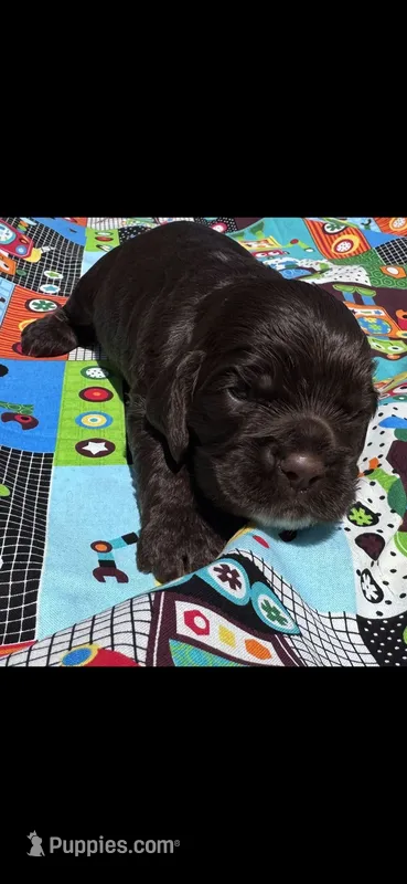 Thunderbird – Cocker Spaniel puppy for sale in Avoca, IN