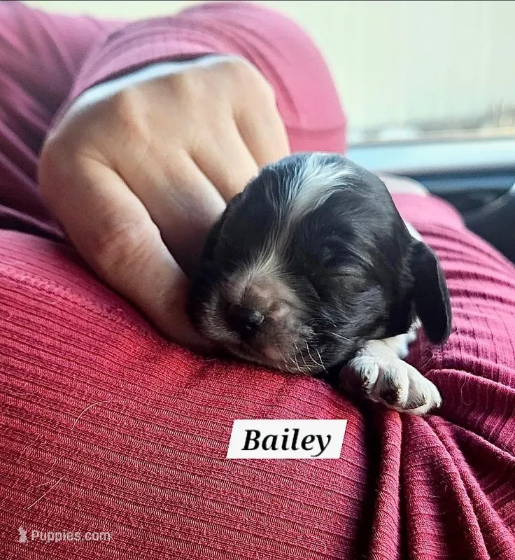Bailey – Cocker Spaniel puppy for sale in Avoca, IN