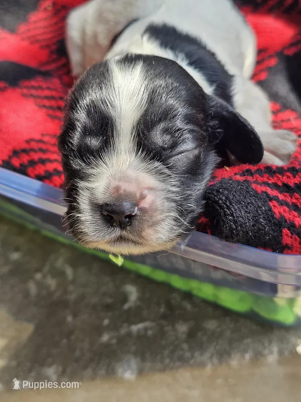 Bailey – Cocker Spaniel puppy for sale in Avoca, IN