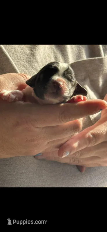 Heather – Cocker Spaniel puppy for sale in Avoca, IN